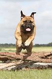 BULLMASTIFF 148